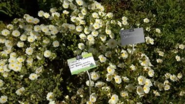 Cistus salviifolius bush
