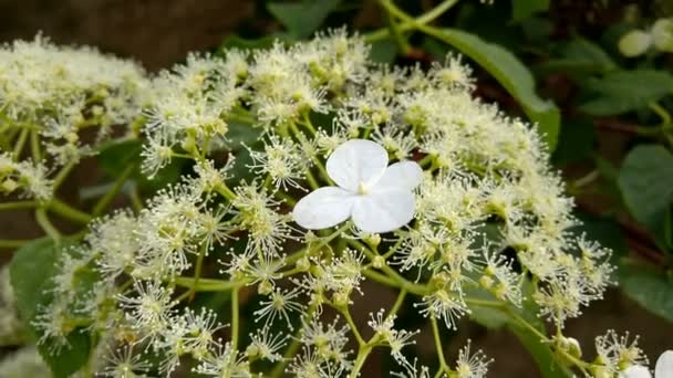 Hydrangea Petiolaris, Climbing Hydrangea — Stock Video