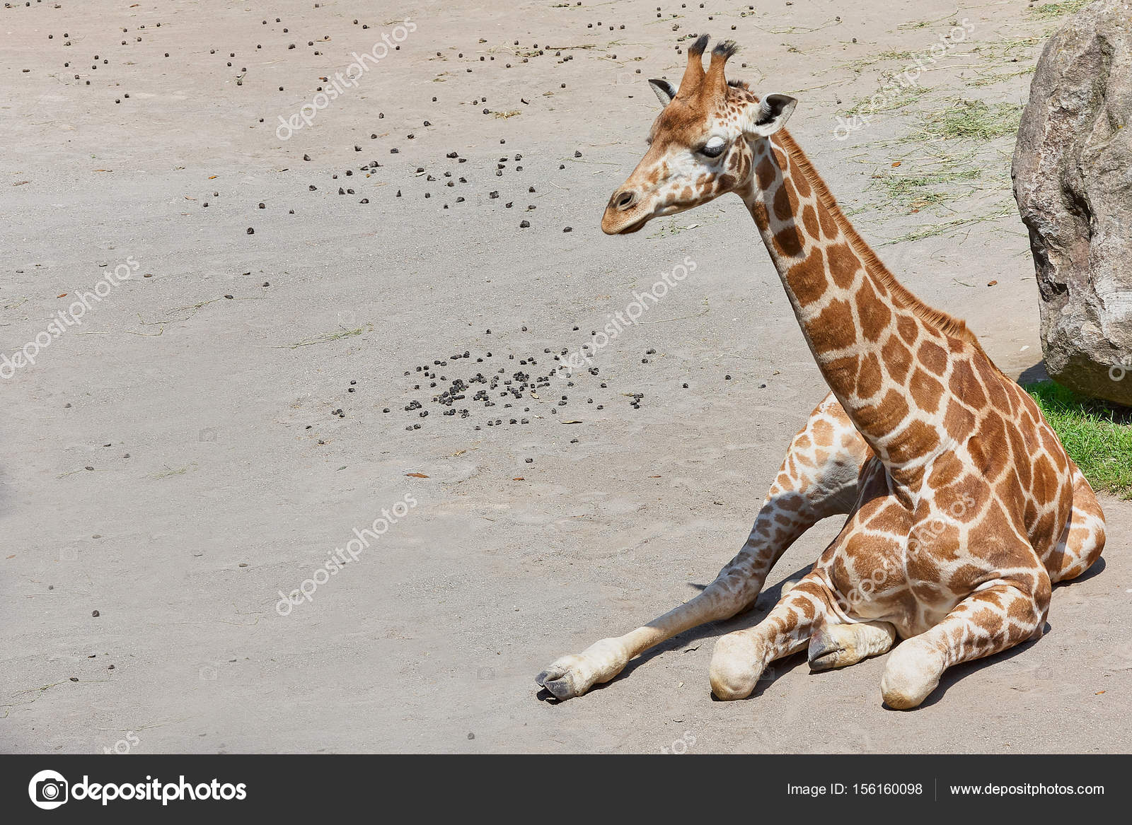 Girafe Bebe Assis Sur Le Sol Image Libre De Droit Par Shopartgallery C Girafe Bebe Assis Sur Le Sol Image Libre De Droit Par Shopartgallery C