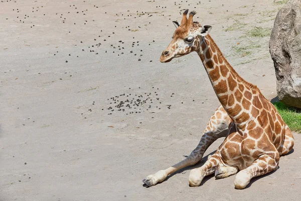 Baby Giraffe Sitting on the Ground — стоковое фото