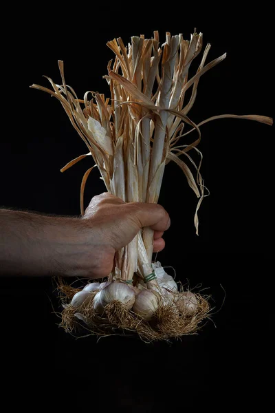 Hand Holding Bunch Of Garlic — Stock Photo, Image