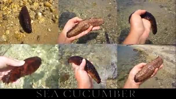 Pepino de mar fuera del agua — Vídeos de Stock