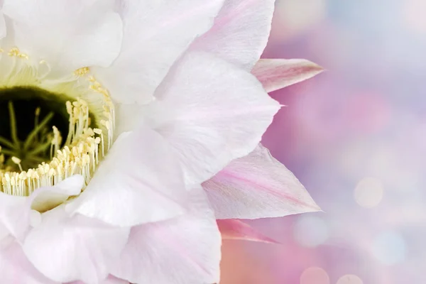 サボテンの花と花の背景 — ストック写真