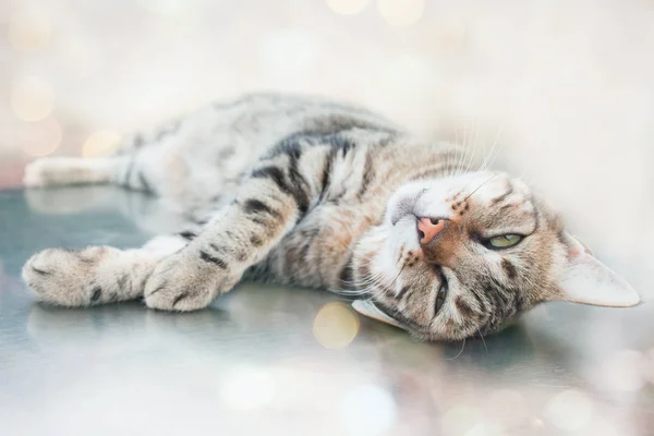 Lazy Cat Laying — Stock Photo, Image