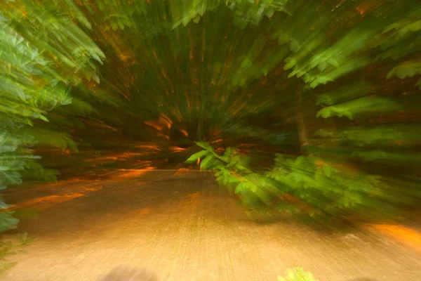 Abstrakte Wald Langzeitbelichtung Hintergrund — Stockfoto