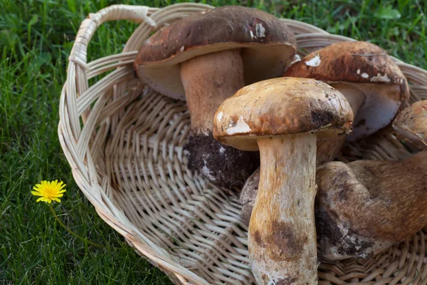 Cogumelos Porcini em uma cesta no gramado — Fotografia de Stock