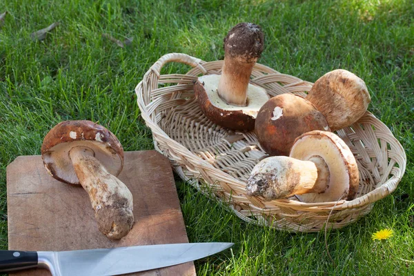 Cesta com cogumelos Porcini crus — Fotografia de Stock