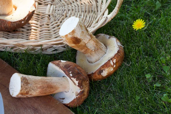 Raw Ceps On Green Meadow — Stock Photo, Image