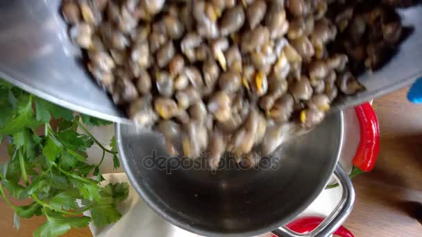 Cocinar caracoles marinos — Vídeos de Stock