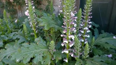 Acanthus Spinosus bitkiler