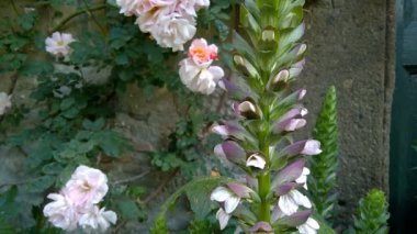 Acanthus Spinosus Closeup