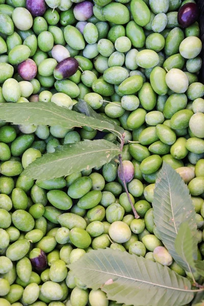 Green Olives Crop — Stock Photo, Image