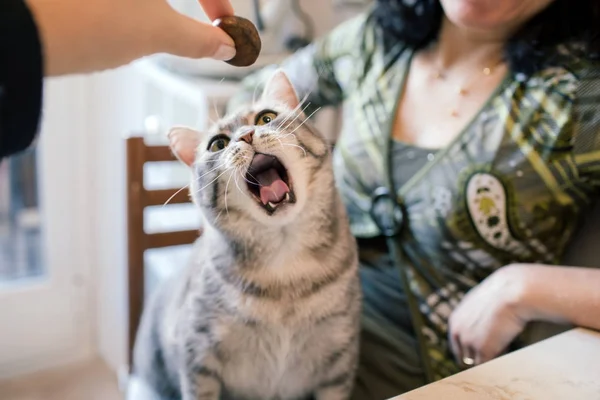 Bâillement mignon chat — Photo