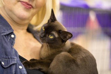 Süper kedi Haritayı Roma 2017