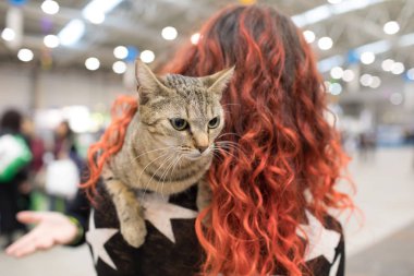 Süper kedi Haritayı Roma 2017
