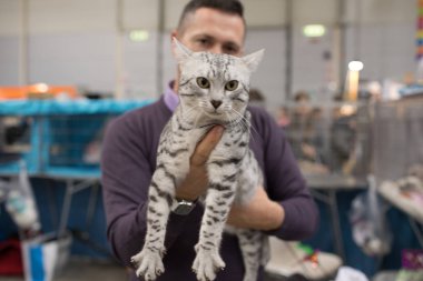 Süper kedi Haritayı Roma 2017