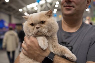 Süper kedi Haritayı Roma 2017