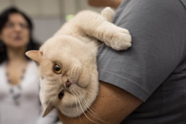 Süper kedi Haritayı Roma 2017