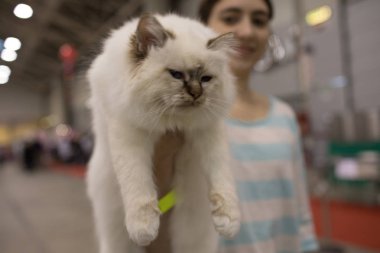 Süper kedi Haritayı Roma 2017