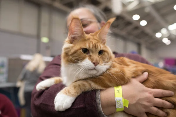 Super Cat Show Rom 2017 - Stock-foto