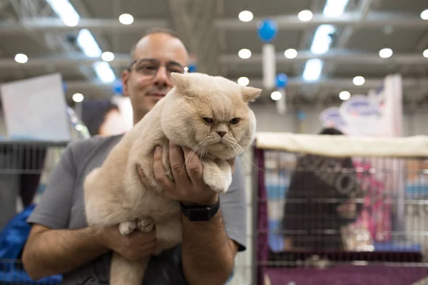 Super Cat Show Roma 2017 — Fotografia de Stock