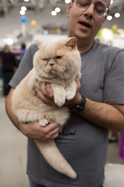 Superkatzenshow 2017 — Stockfoto