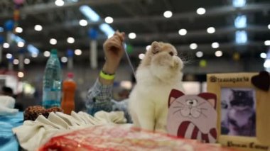 Farsça kedi oynayan bebek