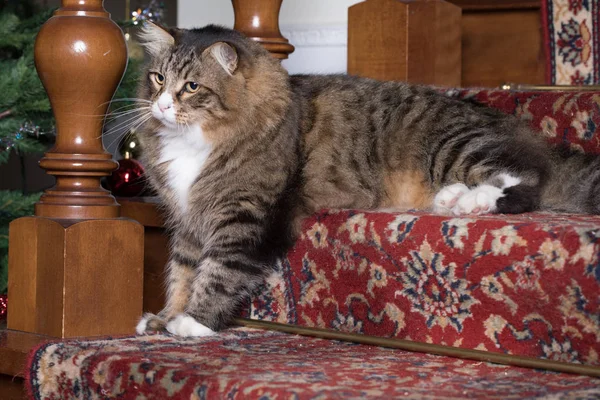 Kot syberyjski w kryty — Zdjęcie stockowe