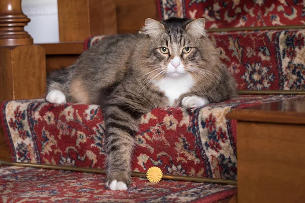 Retrato de gato siberiano — Foto de Stock