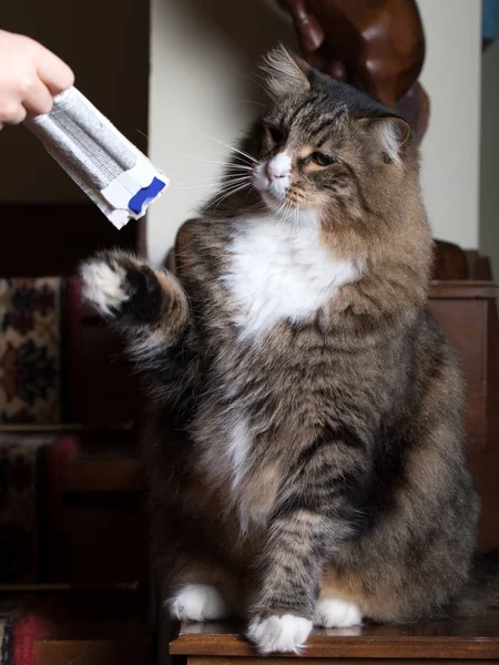 Reactie op voedsel van de kat — Stockfoto