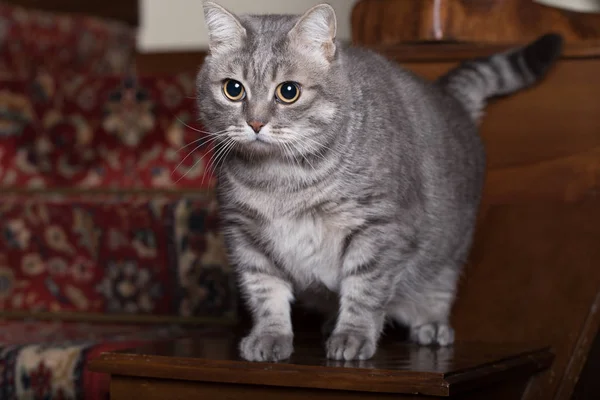 Молодые серая полосатая кошка в доме Крытый — стоковое фото