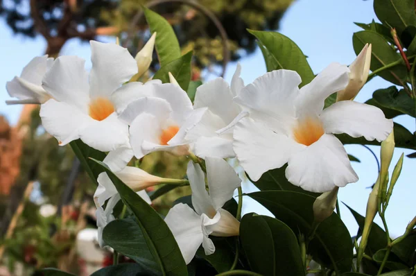 Kwiaty białe Mandevilla — Zdjęcie stockowe