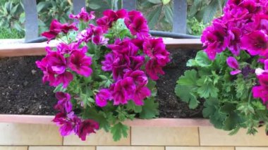 Pembe regal sardunyalar içinde çiçek pot, en iyi atış göster.