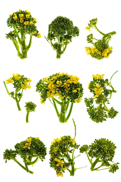 Huvuden Broccoli Blommor Isolerad Vit Bakgrund — Stockfoto