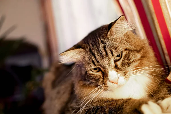 シベリアの猫は 自宅のリビングルームのソファに座ってかわいい表情をしています 肖像画を閉じます — ストック写真