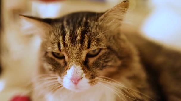 Сибірська Кішка Сонним Виразом Намальованим Голові Своїм Господарем — стокове відео