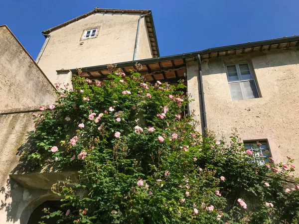 Rosier Grimpant Fleurs Extérieur Des Murs Vieille Maison — Photo