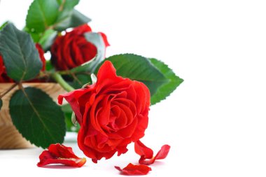 güzel kırmızı gül