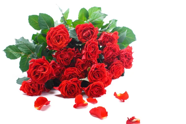 Beautiful red rose Stock Photo