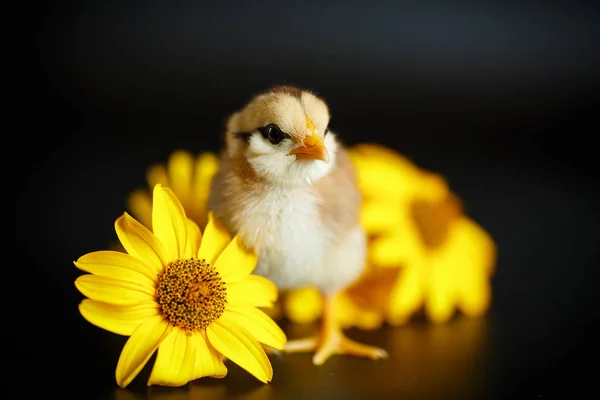 Weinig chick met madeliefjes — Stockfoto