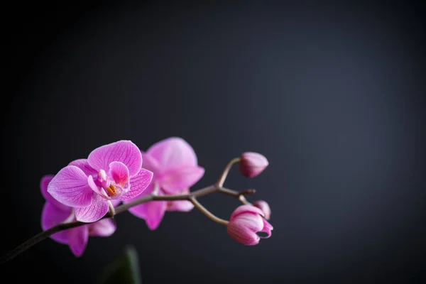 Pink orchid phalaenopsis — Stockfoto