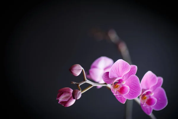 Ροζ ορχιδέα phalaenopsis — Φωτογραφία Αρχείου