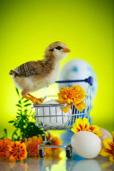 Weinig chick met madeliefjes — Stockfoto