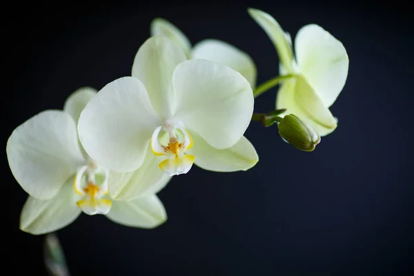 Zweig schöne weiße Orchidee — Stockfoto