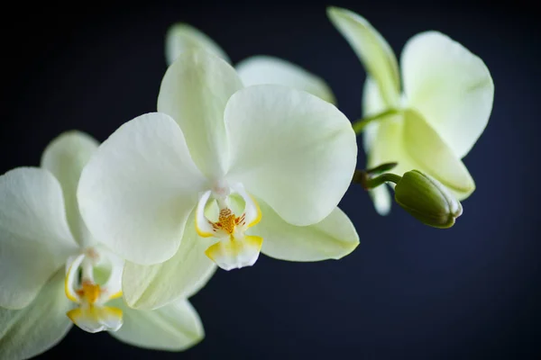 Zweig schöne weiße Orchidee — Stockfoto