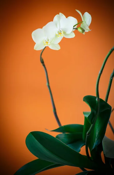 Ветвь красивая белая орхидея — стоковое фото