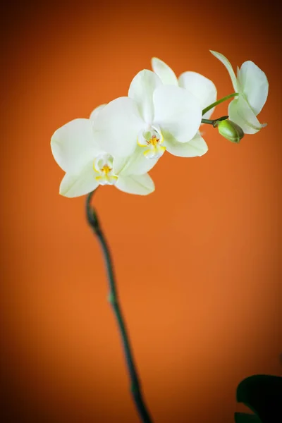 Rama hermosa orquídea blanca —  Fotos de Stock