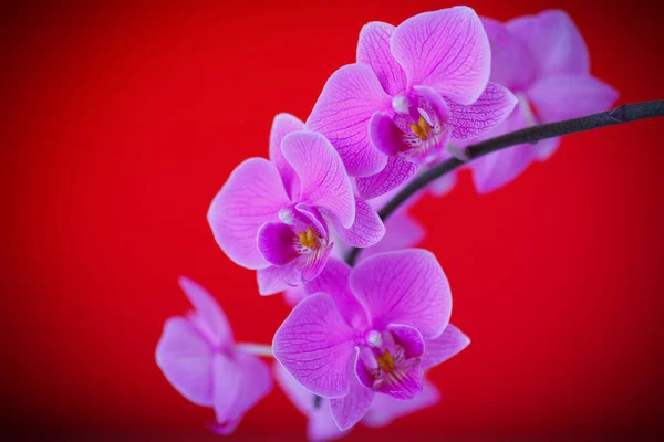 Rama hermosa orquídea blanca — Foto de Stock