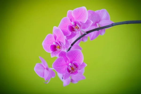 Gałąź piękna Biała orchidea — Zdjęcie stockowe