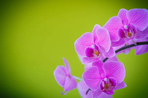 Ramo bela orquídea branca — Fotografia de Stock